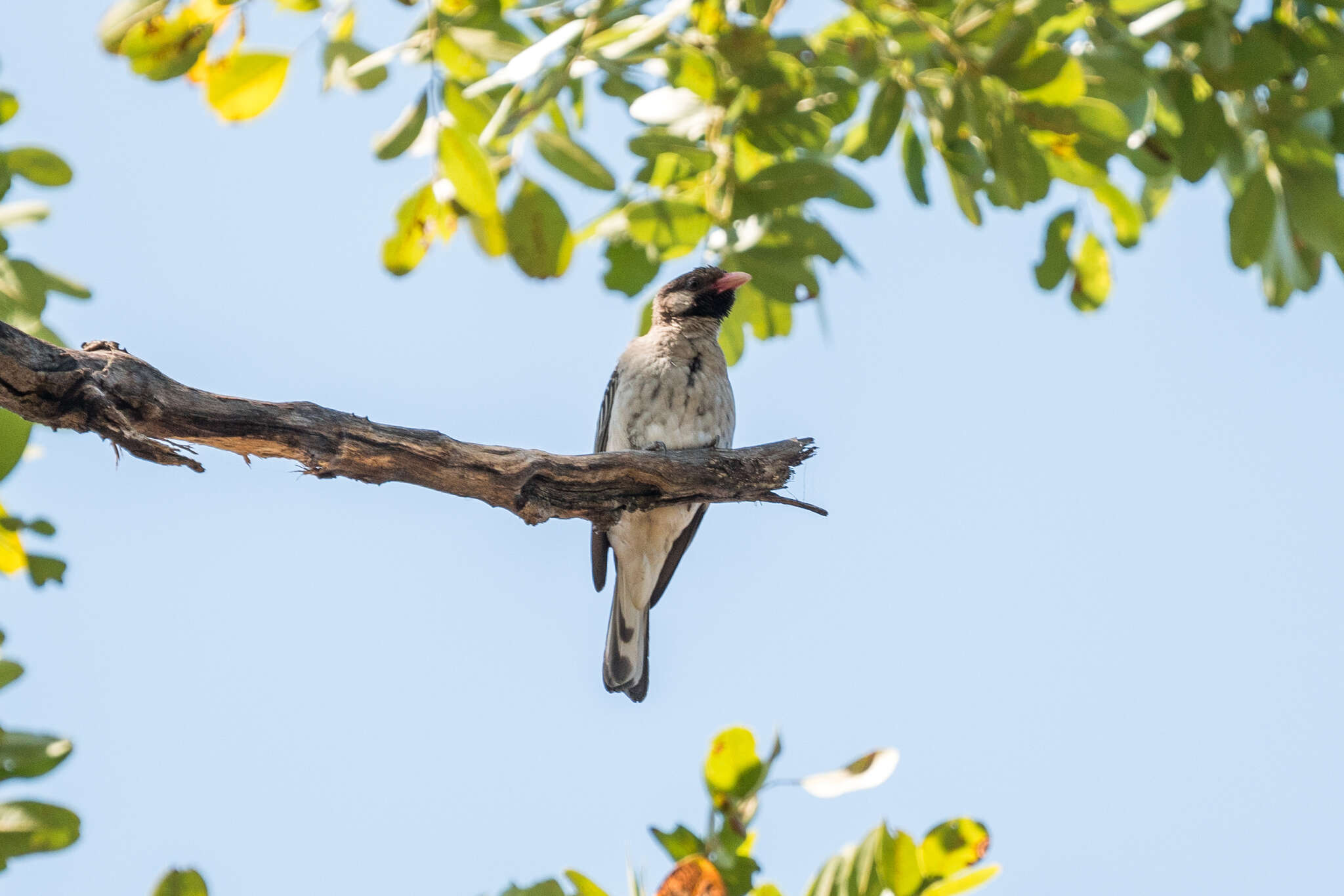 Image of Greater Honeyguide