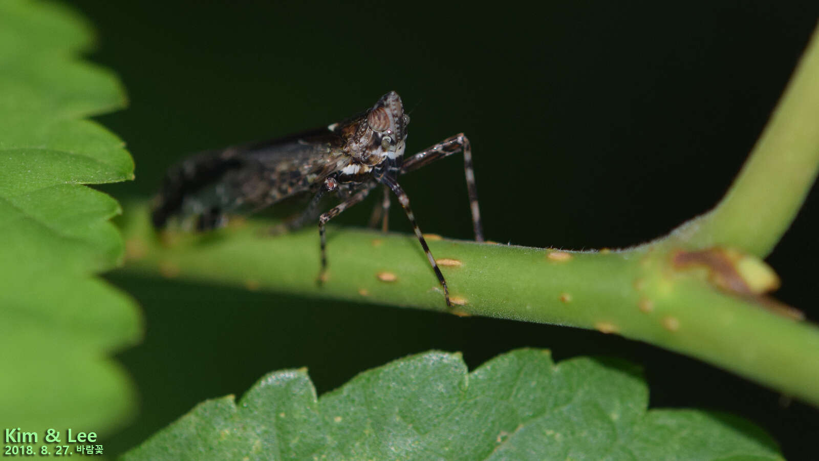 Image of Orthopagus lunulifer Uhler 1896