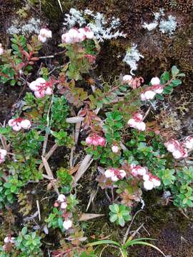 Image of Gaultheria borneensis Stapf