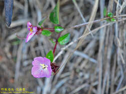 Plancia ëd Osbeckia parvifolia Arn.