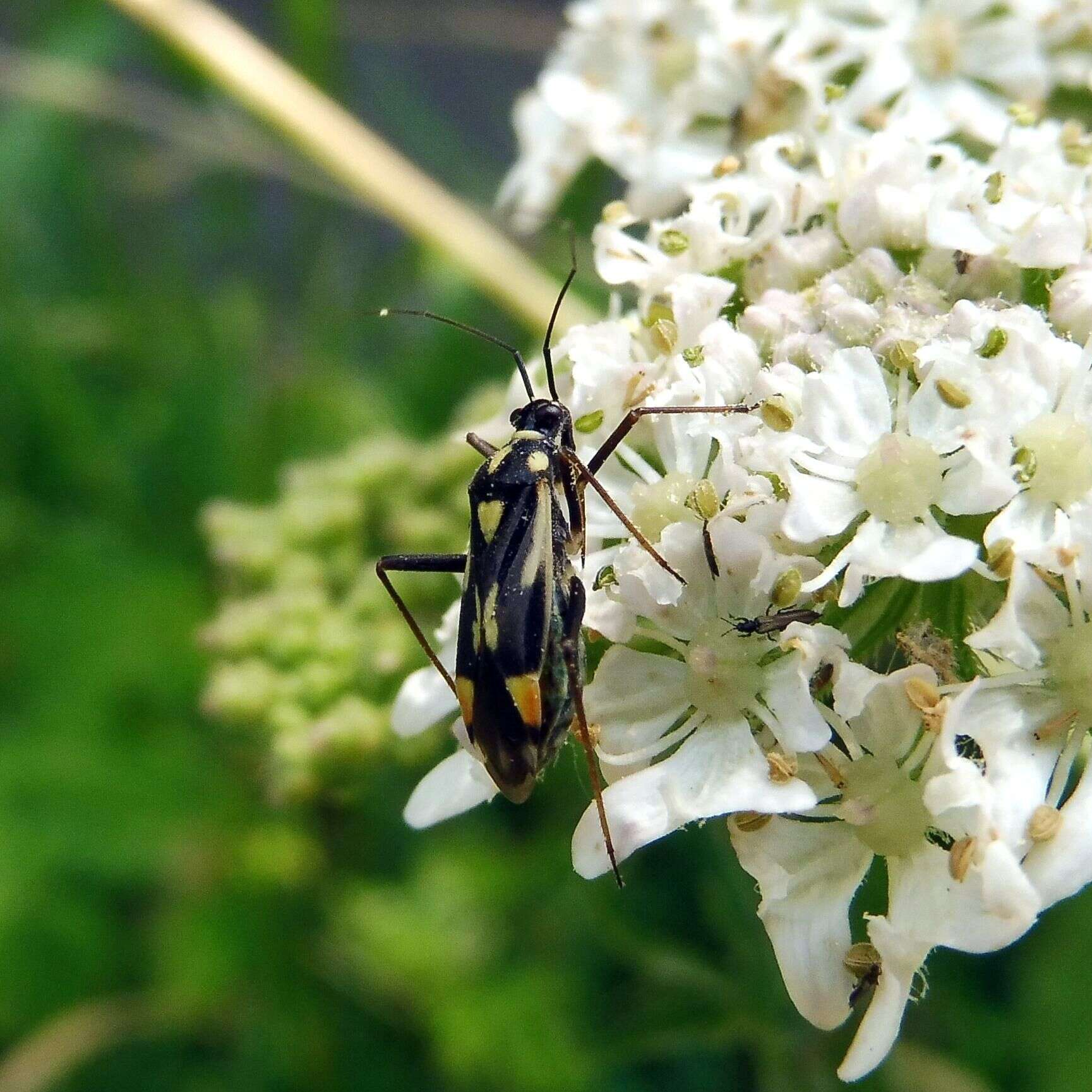 Image of Grypocoris stysi (Wagner 1968)