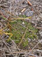 Image of Euphorbia deltoidea subsp. deltoidea