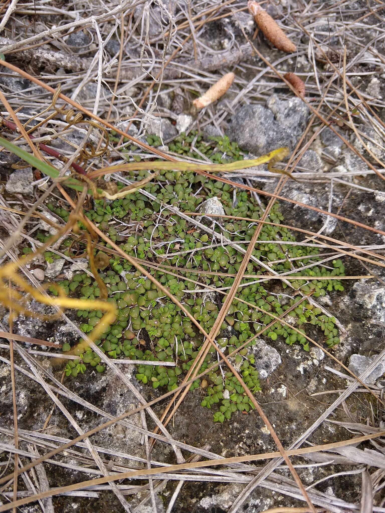 Image of Euphorbia deltoidea subsp. deltoidea