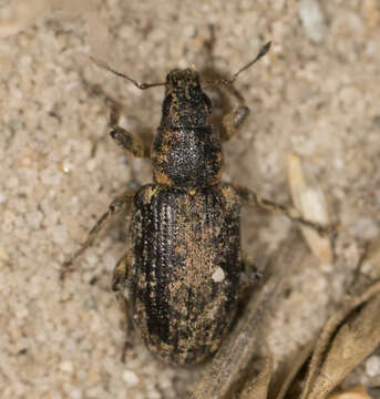 Image of Sweetclover Weevil