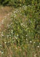 Image of Galium octonarium (Klokov) Pobed.