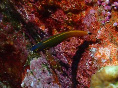 Image of Tail-spot Combtooth-Blenny