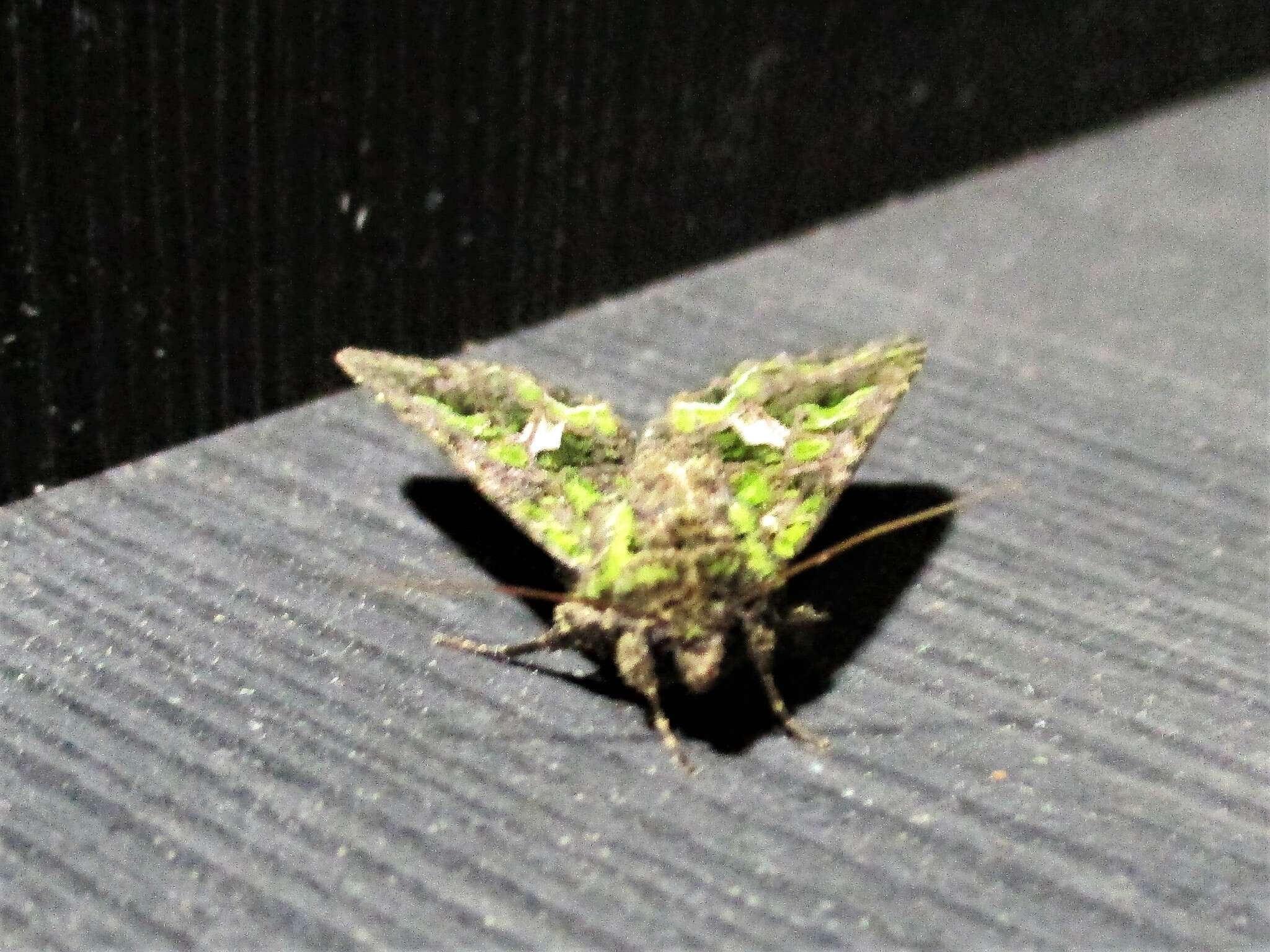 Image of orache moth