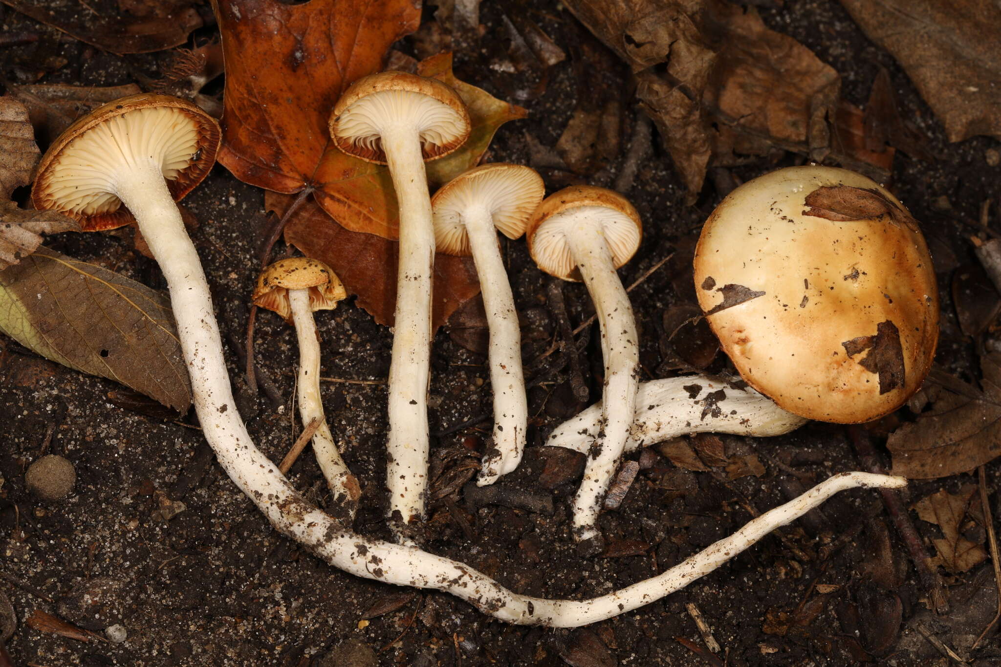 Слика од Hygrophorus discoxanthus (Fr.) Rea 1908