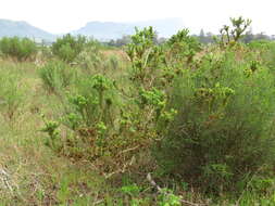 Image of Aspalathus cordata (L.) R. Dahlgren