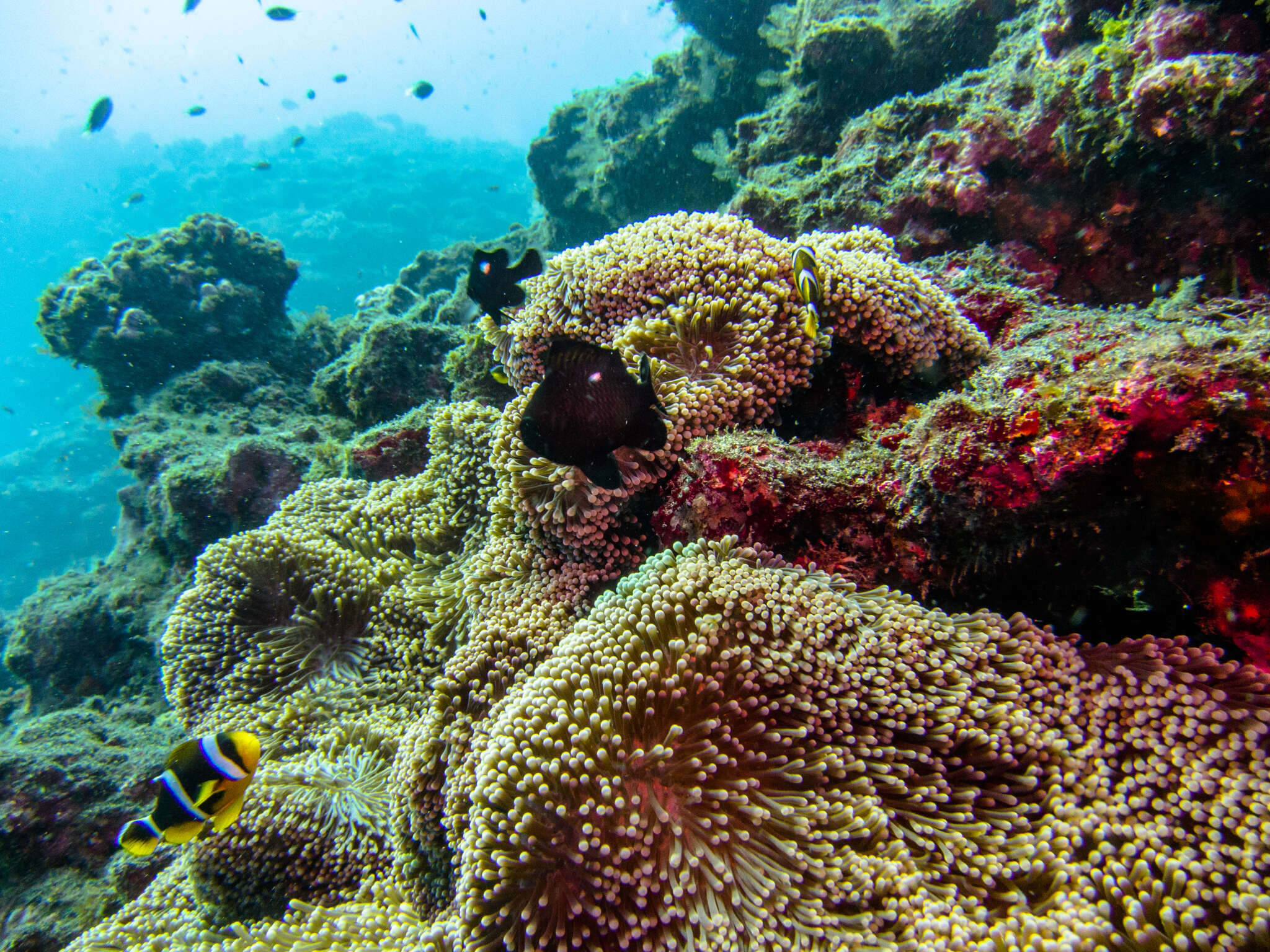 Amphiprion chrysogaster Cuvier 1830 resmi