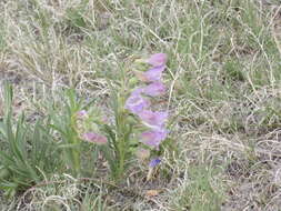 Image of James' beardtongue