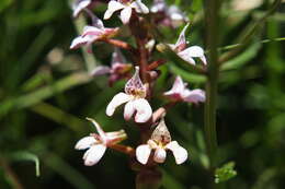 Image of Satyrium rhynchanthum Bolus