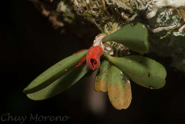 Image of Specklinia tribuloides (Sw.) Pridgeon & M. W. Chase