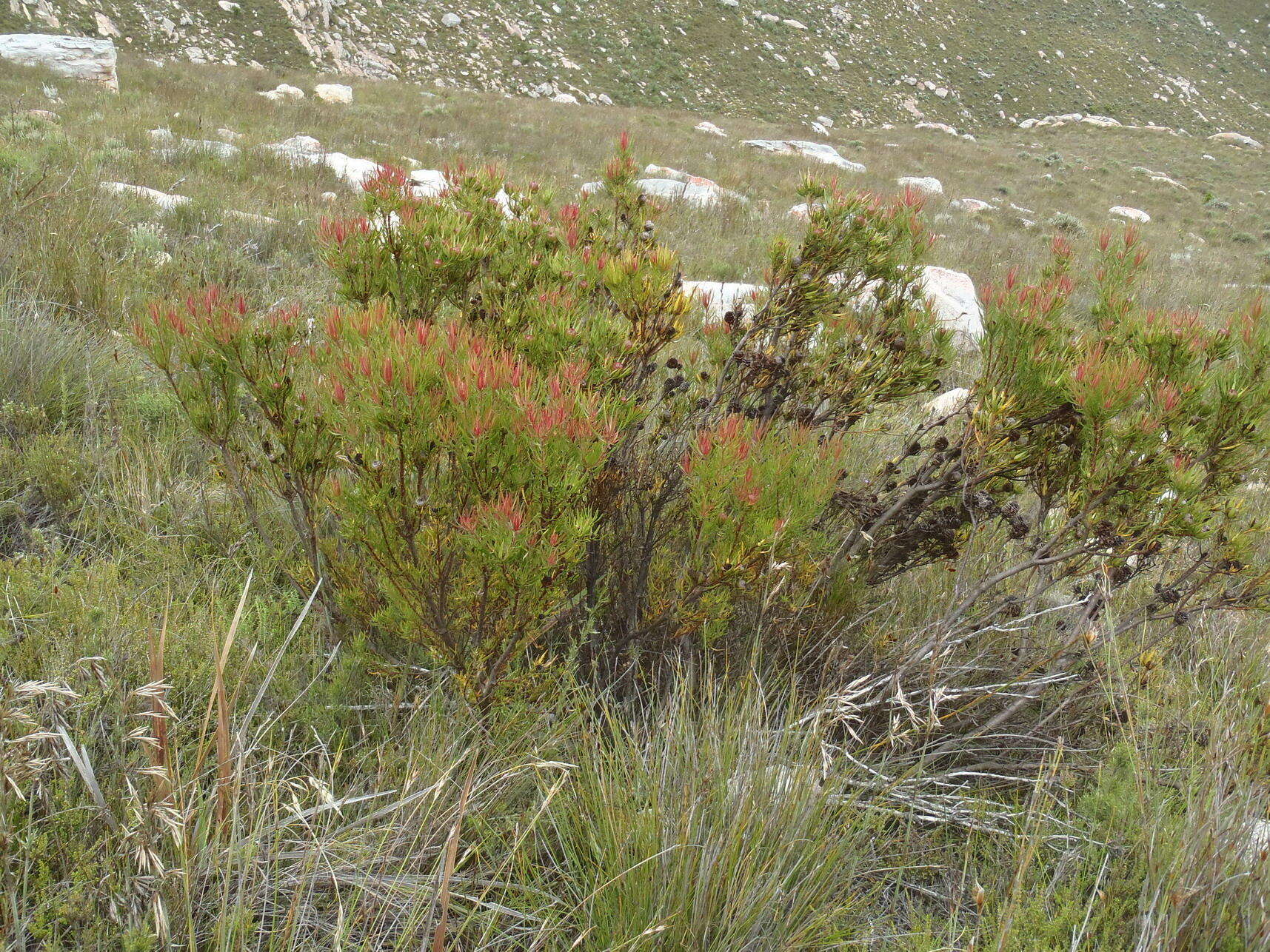 Image of Leucadendron spissifolium subsp. fragrans I. J. M. Williams