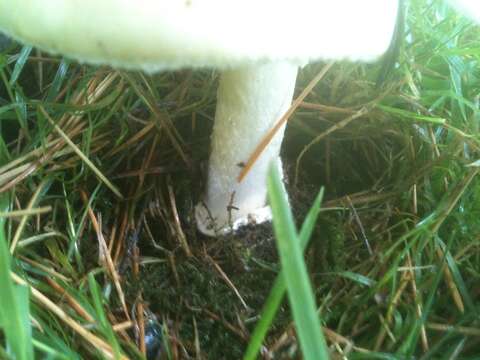 Image of Death cap