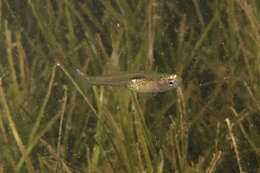 Image of Glass goby