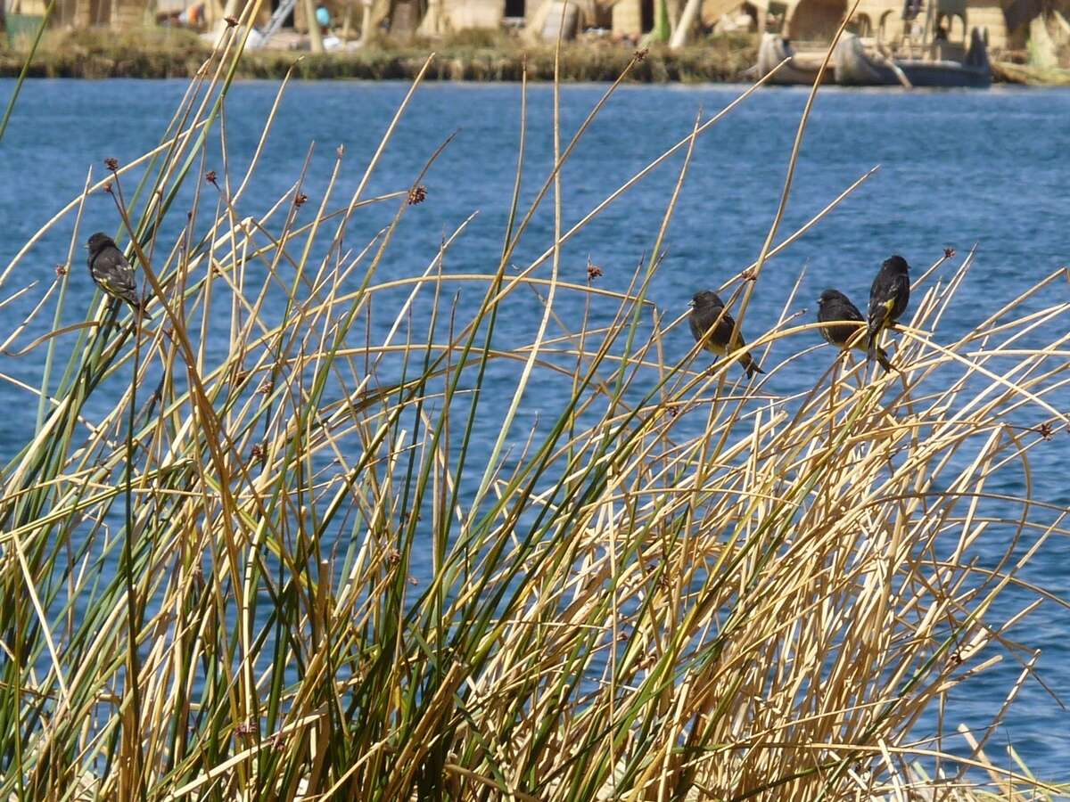 Image of Black Siskin