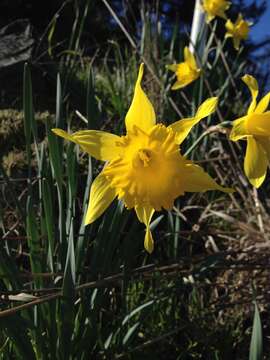 Narcissus pseudonarcissus subsp. major (Curtis) Baker resmi