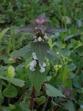 Image of Lamium moschatum Mill.