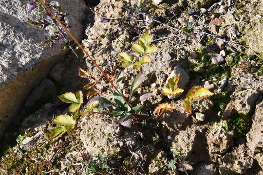 Image de Astilbe rubra Hook. & Thomson