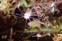 Image of Scolanthus scamiti Daly & Ljubenkov 2008