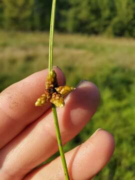 Sivun Schoenoplectiella smithii (A. Gray) Hayas. kuva