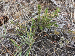 Image of Phlox caespitosa subsp. caespitosa