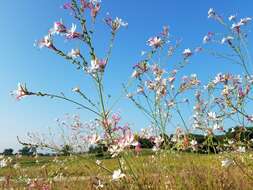 Imagem de Oenothera gaura W. L. Wagner & Hoch