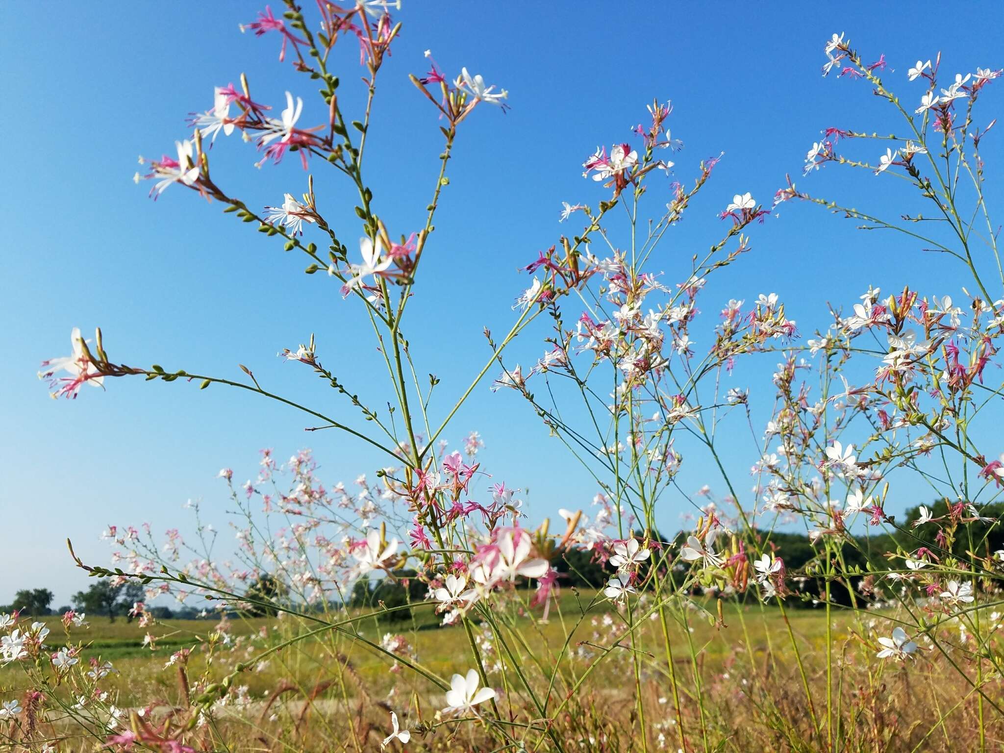 Imagem de Oenothera gaura W. L. Wagner & Hoch