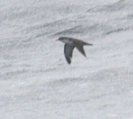 Image of Boyd's Shearwater