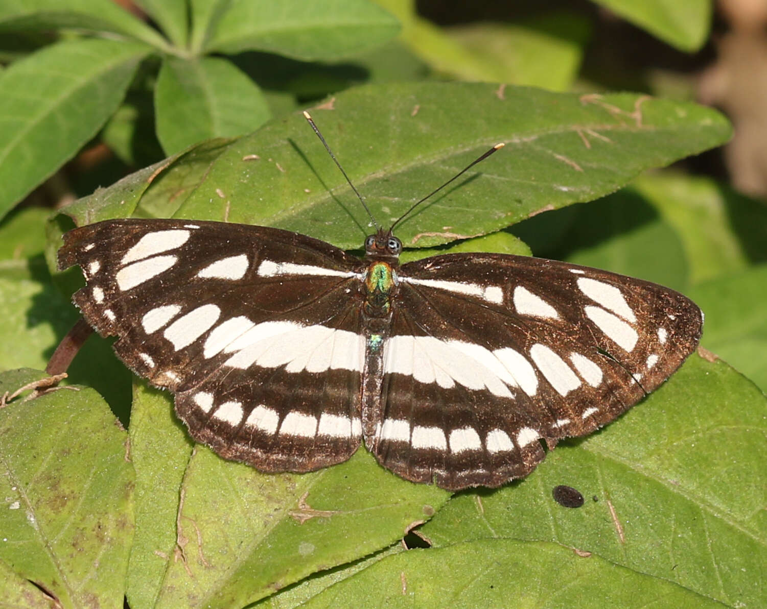 Image of Neptis hylas varmona Moore 1872