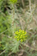 Imagem de Euphorbia seguieriana subsp. niciciana (Borbás ex Novák) Rech. fil.