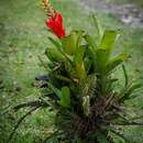 Plancia ëd Aechmea nudicaulis var. nudicaulis