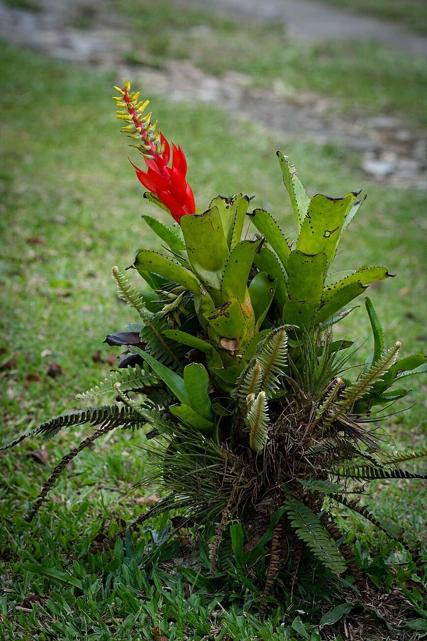 Image of Aechmea nudicaulis var. nudicaulis