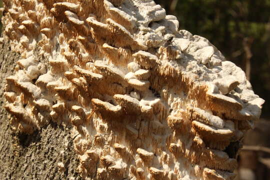 Image de Sarcodontia pachyodon (Pers.) Spirin 2001