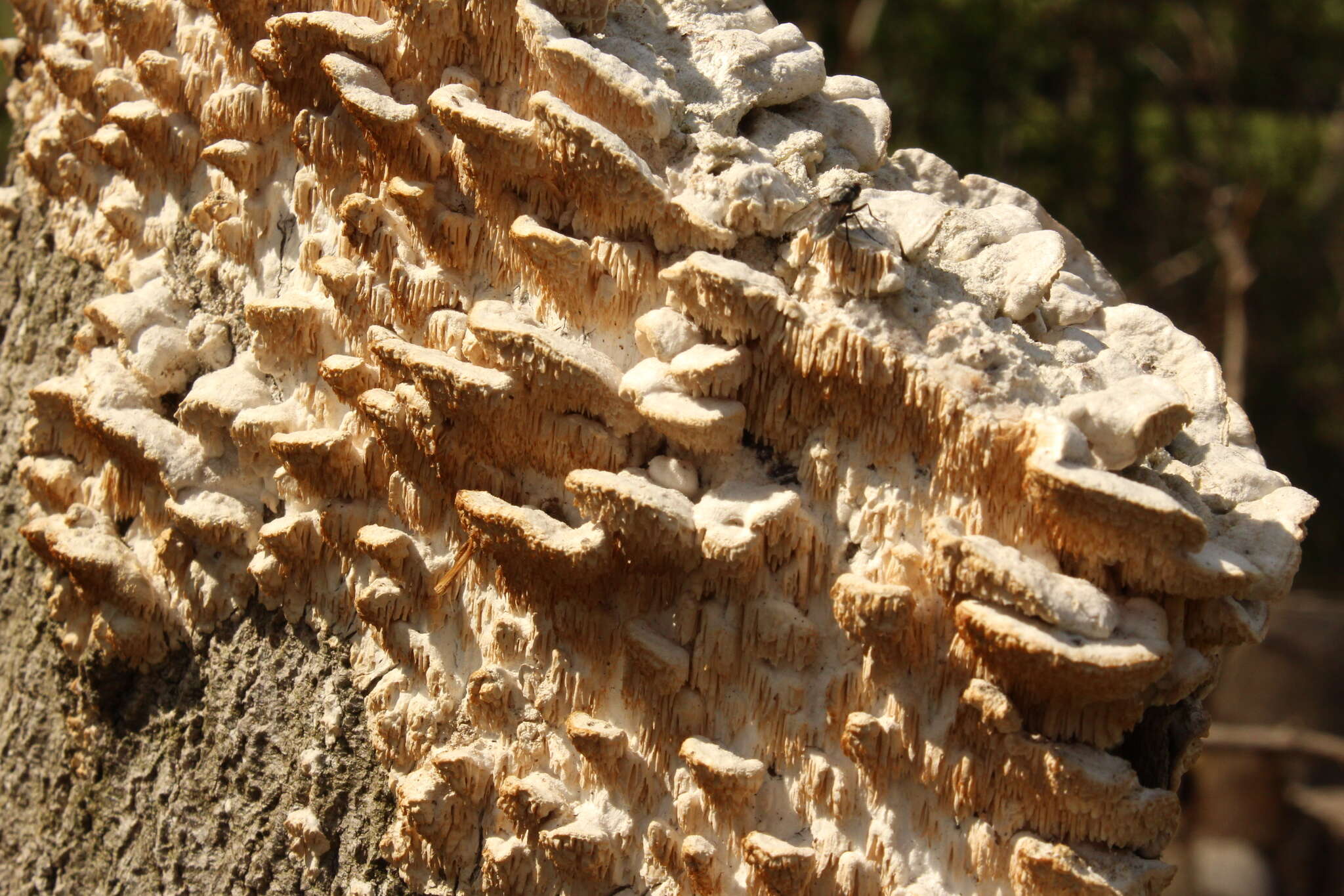 Image of Sarcodontia pachyodon (Pers.) Spirin 2001