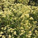 Image de Helichrysum mundtii Harv.