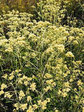 Слика од Helichrysum mundtii Harv.