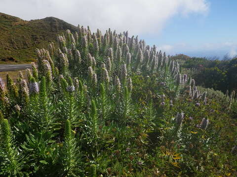 Echium hierrense Webb ex C. Bolle的圖片