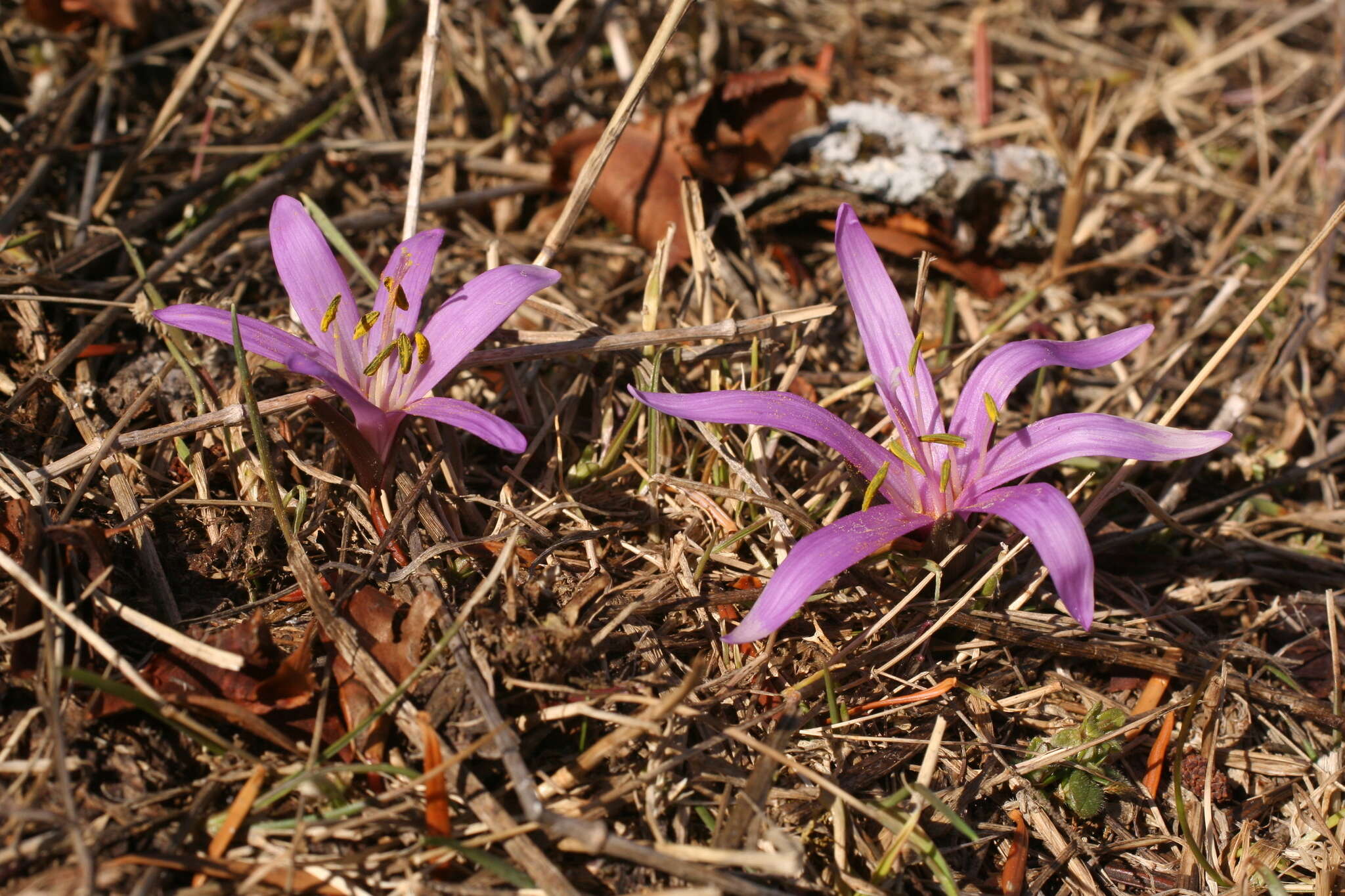 Image of Colchicum bulbocodium Ker Gawl.