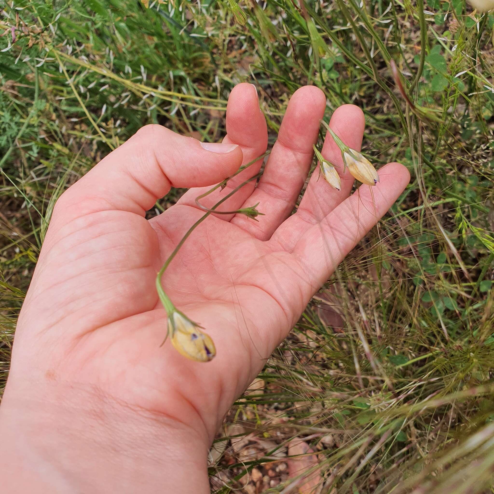 Imagem de Wahlenbergia luteola P. J. Sm.