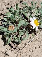 Image of Townsendia florifera (Hook.) A. Gray