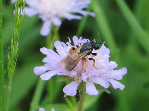 Image of Andrena hattorfiana (Fabricius 1775)