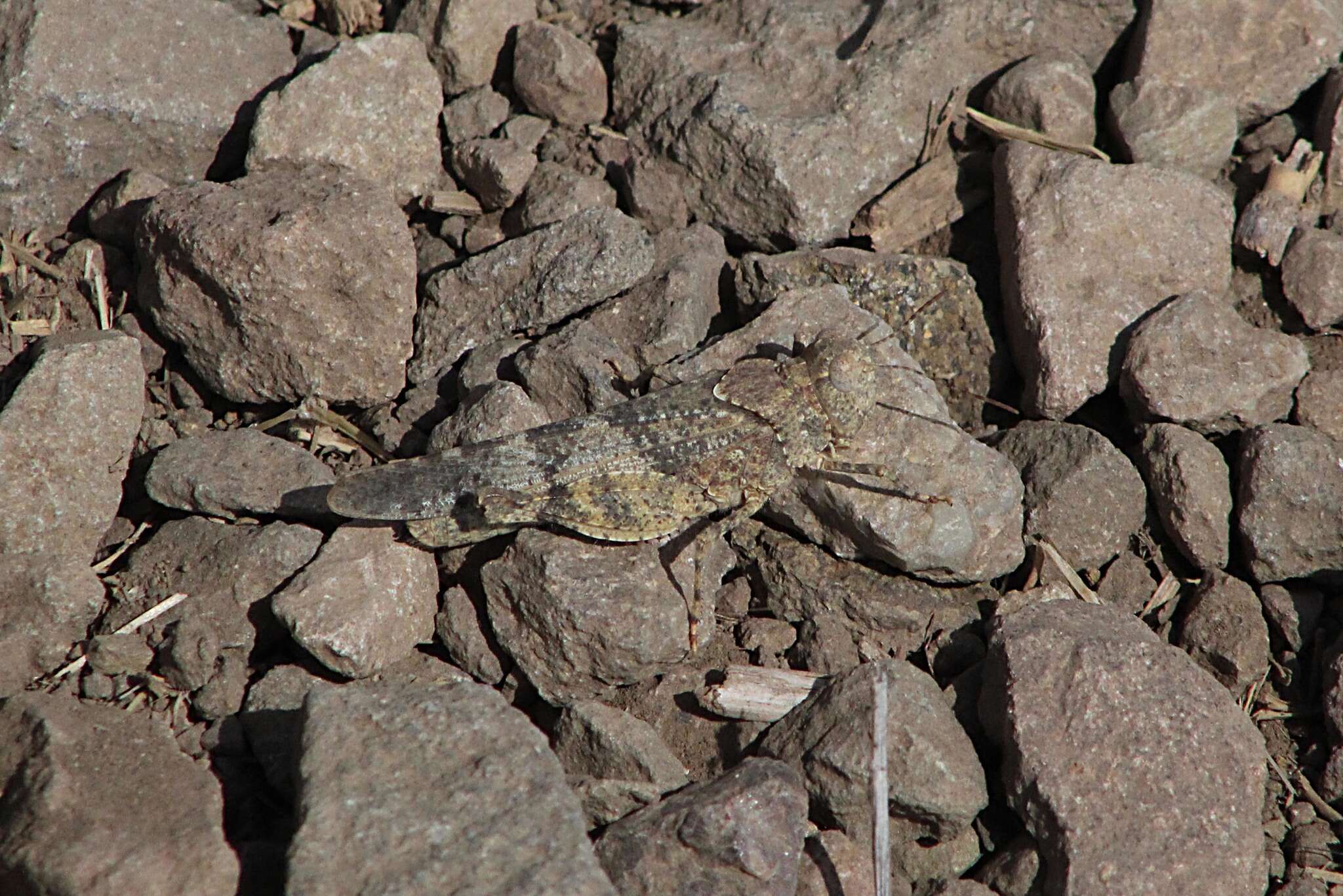 Trimerotropis occidentalis (Bruner & L. 1889) resmi