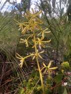 Image of Yellow hyacinth-orchid