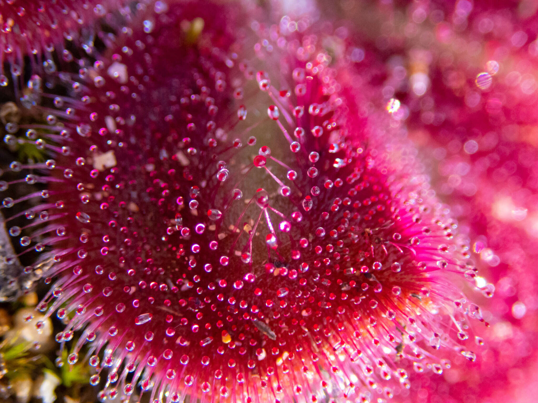 Image of Drosera erythrorhiza subsp. squamosa (Benth.) N. Marchant & Lowrie