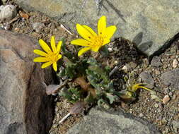 Image of Gazania lichtensteinii Less.