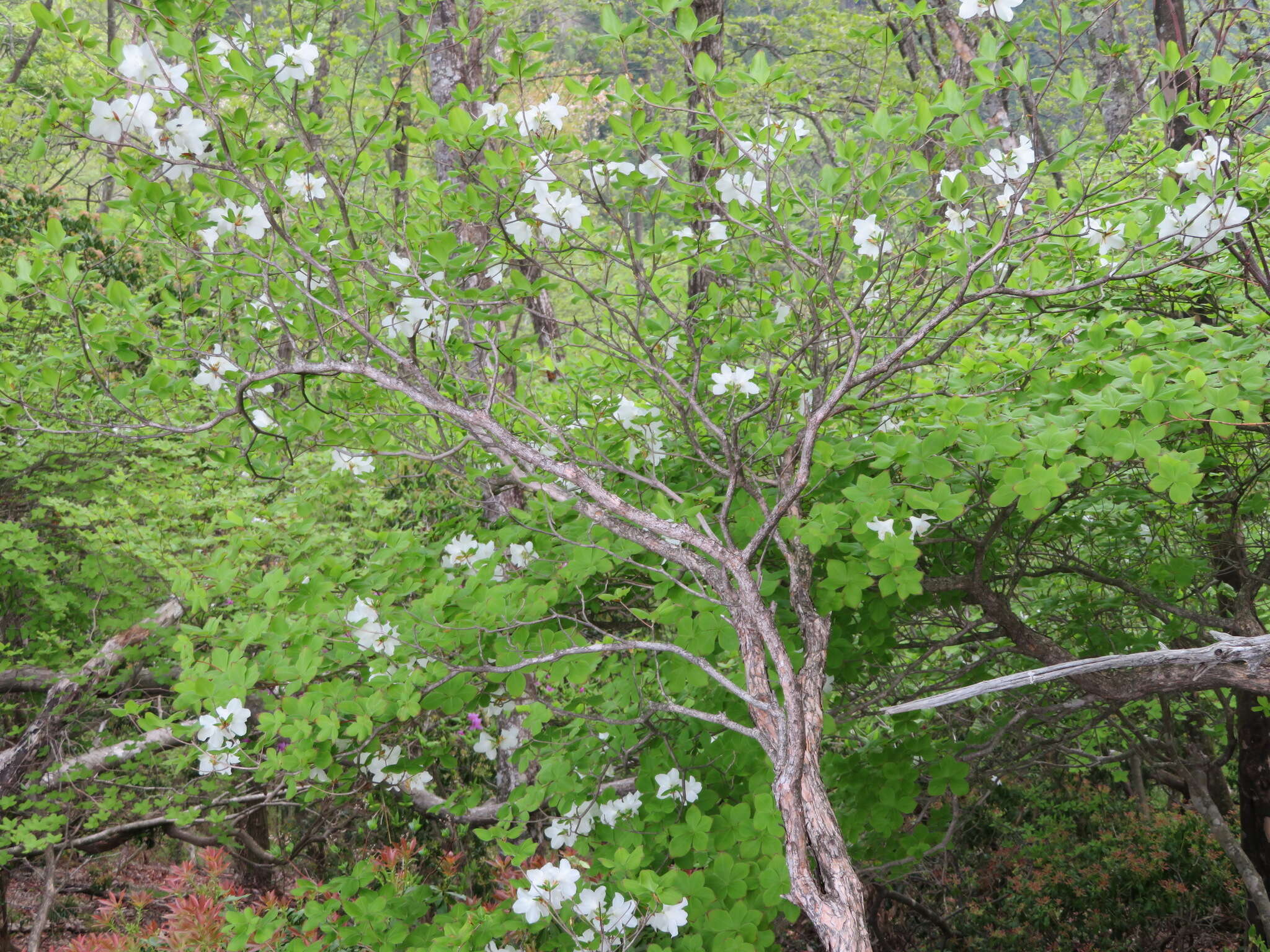 Imagem de Rhododendron quinquefolium Bisset & S. Moore