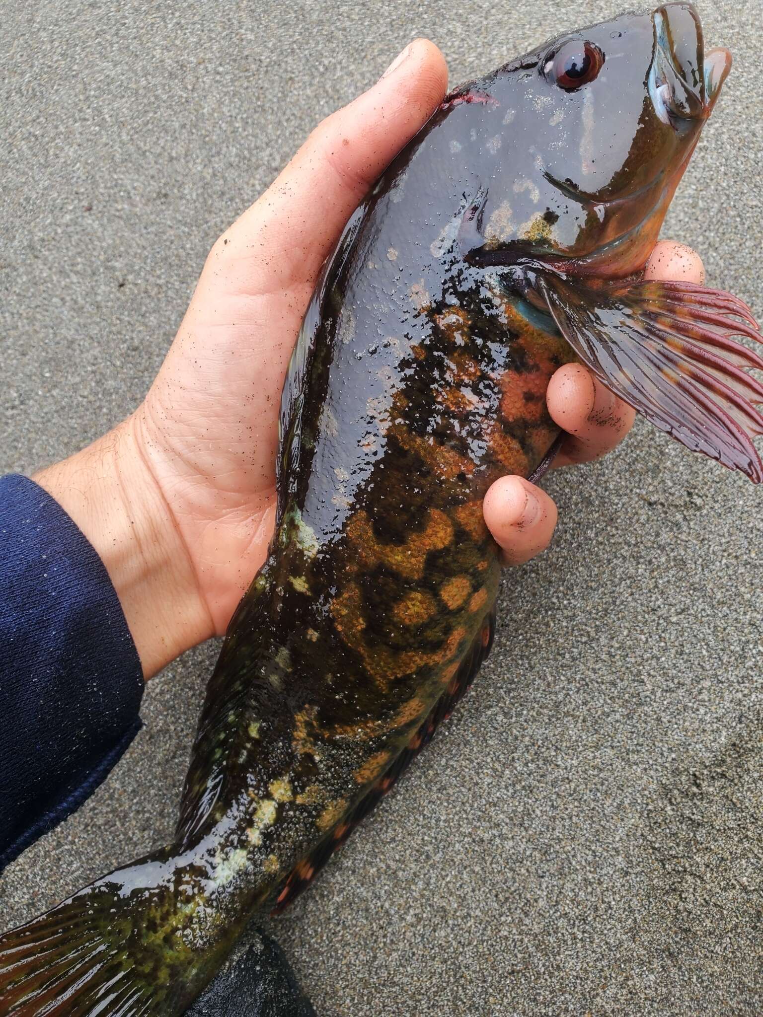 Image of Rock greenling