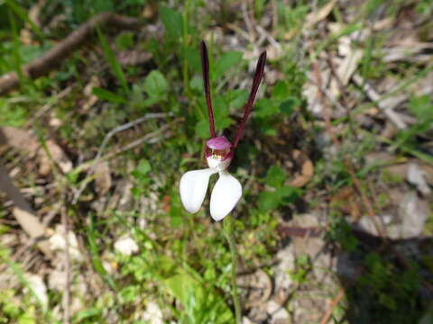 Imagem de Leptoceras menziesii (R. Br.) Lindl.